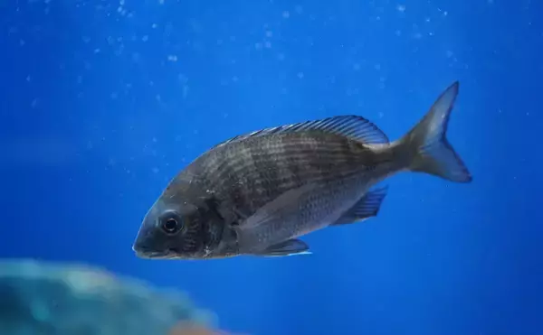 「都心を流れる河川で大量のクロダイが確認される　海ではなく河川に入り込んだワケとは？」の画像
