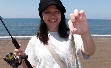 伊豆半島ちょい投げ釣果レポート：誘いハマって1時間でシロギス8尾【仁科大浜海岸】