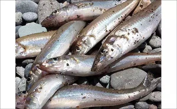 「伊豆半島ちょい投げ釣果レポート：誘いハマって1時間でシロギス8尾【仁科大浜海岸】」の画像
