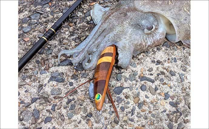 自作のエギで1.5kg超えモンゴウイカ手中！【京都】複数木材を組み合わせた寄木仕様のエギにヒット