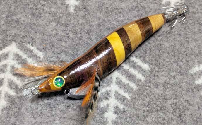 自作のエギで1.5kg超えモンゴウイカ手中！【京都】複数木材を組み合わせた寄木仕様のエギにヒット
