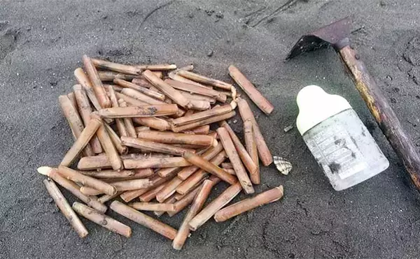 1時間の潮干狩りでマテガイ88匹ゲット【神奈川・海の公園】数採るコツと注意点も解説