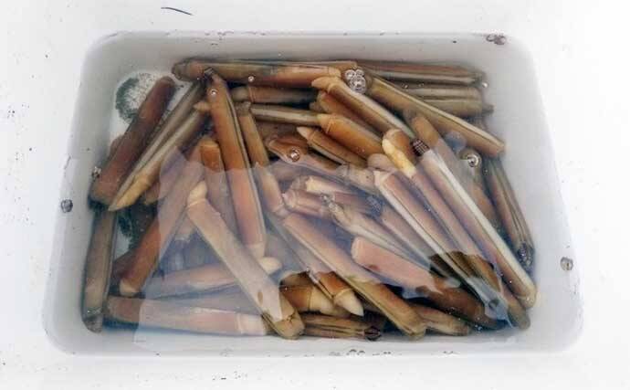 1時間の潮干狩りでマテガイ88匹ゲット【神奈川・海の公園】数採るコツと注意点も解説