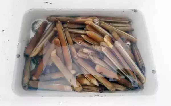 「1時間の潮干狩りでマテガイ88匹ゲット【神奈川・海の公園】数採るコツと注意点も解説」の画像