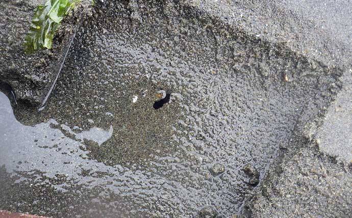 1時間の潮干狩りでマテガイ88匹ゲット【神奈川・海の公園】数採るコツと注意点も解説