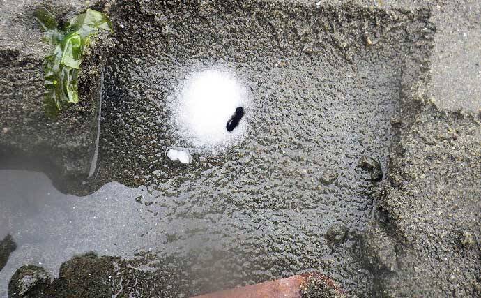 1時間の潮干狩りでマテガイ88匹ゲット【神奈川・海の公園】数採るコツと注意点も解説