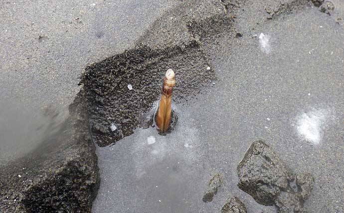 1時間の潮干狩りでマテガイ88匹ゲット【神奈川・海の公園】数採るコツと注意点も解説