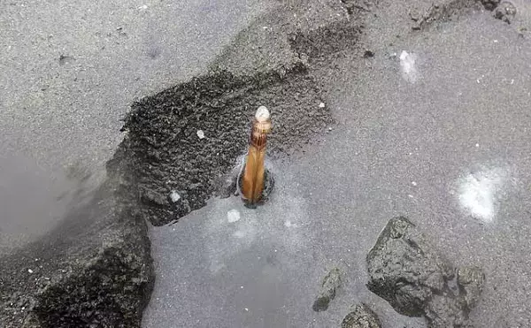 「1時間の潮干狩りでマテガイ88匹ゲット【神奈川・海の公園】数採るコツと注意点も解説」の画像