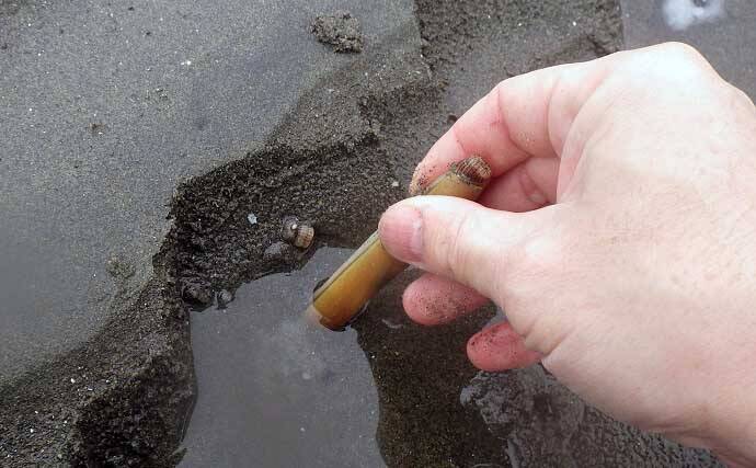 1時間の潮干狩りでマテガイ88匹ゲット【神奈川・海の公園】数採るコツと注意点も解説