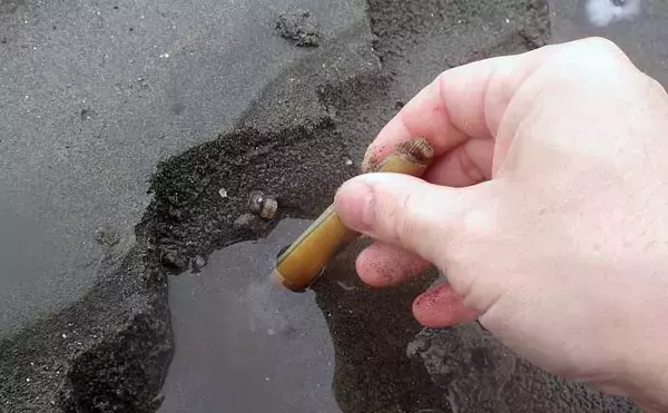 「1時間の潮干狩りでマテガイ88匹ゲット【神奈川・海の公園】数採るコツと注意点も解説」の画像