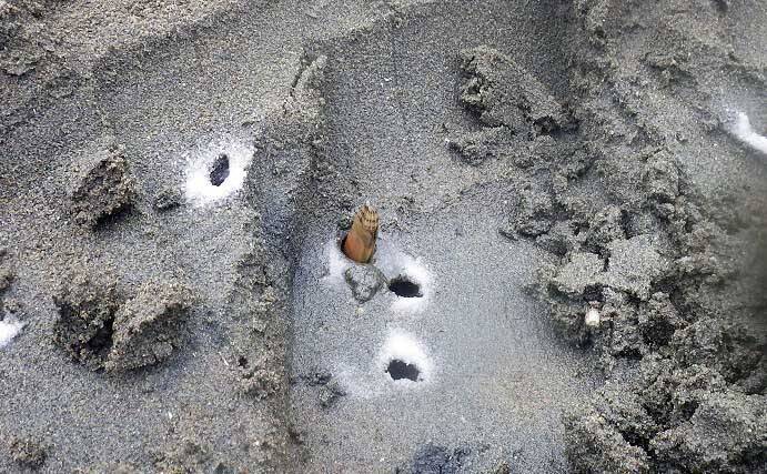 1時間の潮干狩りでマテガイ88匹ゲット【神奈川・海の公園】数採るコツと注意点も解説