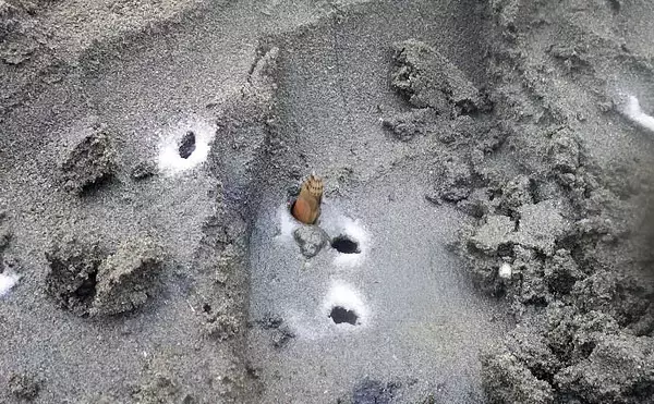 「1時間の潮干狩りでマテガイ88匹ゲット【神奈川・海の公園】数採るコツと注意点も解説」の画像