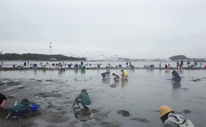 1時間の潮干狩りでマテガイ88匹ゲット【神奈川・海の公園】数採るコツと注意点も解説