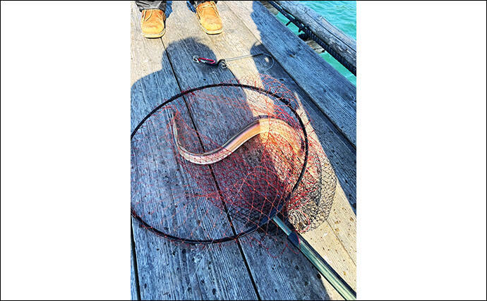 イカダでのサビキ釣りでアジ入れ食い【三重・海香】泳がせ釣りではハモがヒット