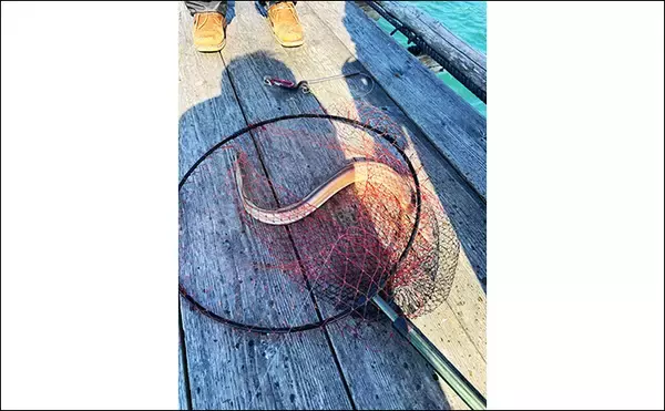 「イカダでのサビキ釣りでアジ入れ食い【三重・海香】泳がせ釣りではハモがヒット」の画像