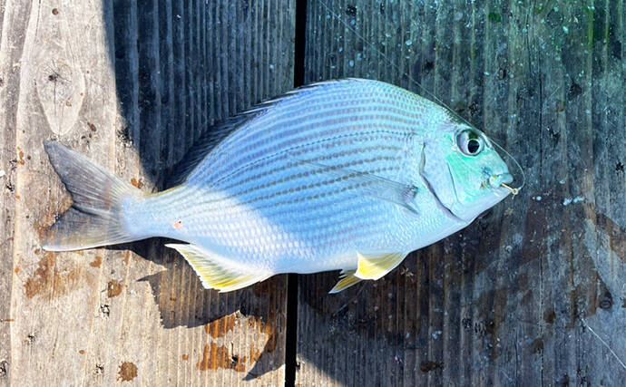 イカダでのサビキ釣りでアジ入れ食い【三重・海香】泳がせ釣りではハモがヒット