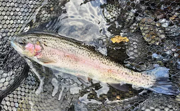 電車での管理釣り場釣行は小旅行気分？　フライフィッシングでニジマス25匹好捕