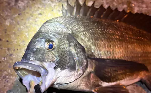 大阪湾奥アジング釣行で47cmチヌ好捕　本命アジは2時間半で6尾止まり