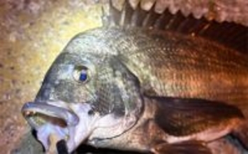 大阪湾奥アジング釣行で47cmチヌ好捕　本命アジは2時間半で6尾止まり