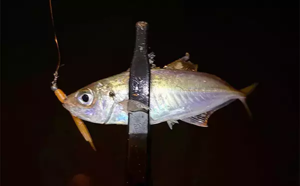 「大阪湾奥アジング釣行で47cmチヌ好捕　本命アジは2時間半で6尾止まり」の画像