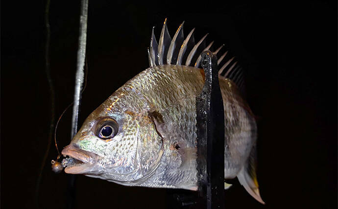 大阪湾奥アジング釣行で47cmチヌ好捕　本命アジは2時間半で6尾止まり