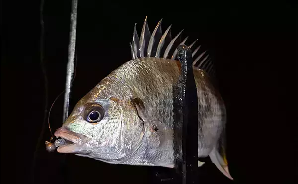 「大阪湾奥アジング釣行で47cmチヌ好捕　本命アジは2時間半で6尾止まり」の画像