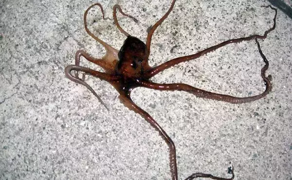 「これからがベストシーズン！」 スッテ＆エギングで狙うテナガダコ釣り