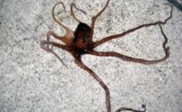 「これからがベストシーズン！」 スッテ＆エギングで狙うテナガダコ釣り