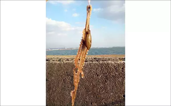 「「これからがベストシーズン！」 スッテ＆エギングで狙うテナガダコ釣り」の画像