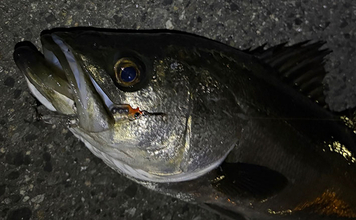 「春になればメバルは簡単に釣れる」は嘘？　メバリングで60cm級シーバスのみ