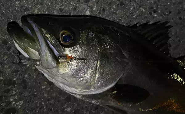 「春になればメバルは簡単に釣れる」は嘘？　メバリングで60cm級シーバスのみ