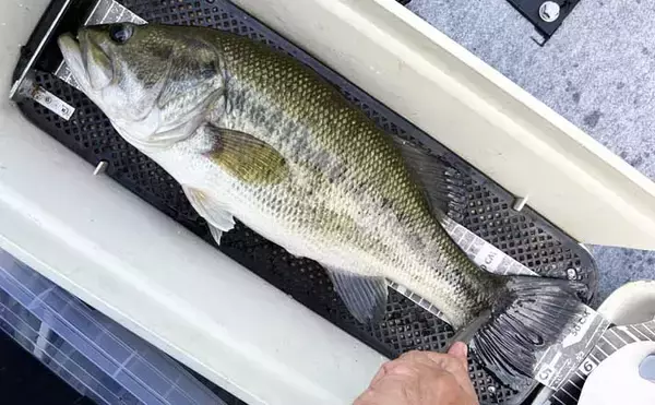 高山ダムで40〜50cmのブラックバスが続々ヒット！【京都】貯水率60%のタイミングで釣行