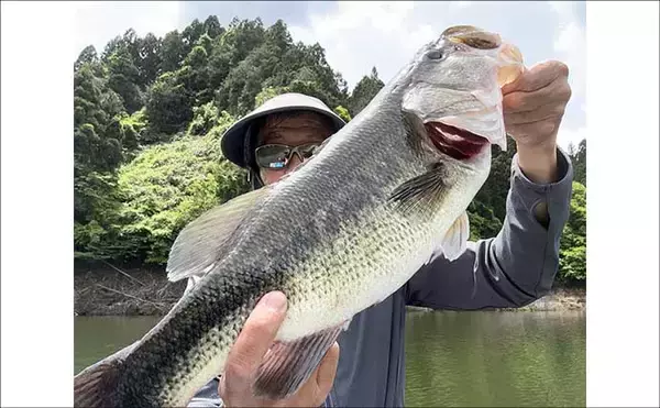 「高山ダムで40〜50cmのブラックバスが続々ヒット！【京都】貯水率60%のタイミングで釣行」の画像