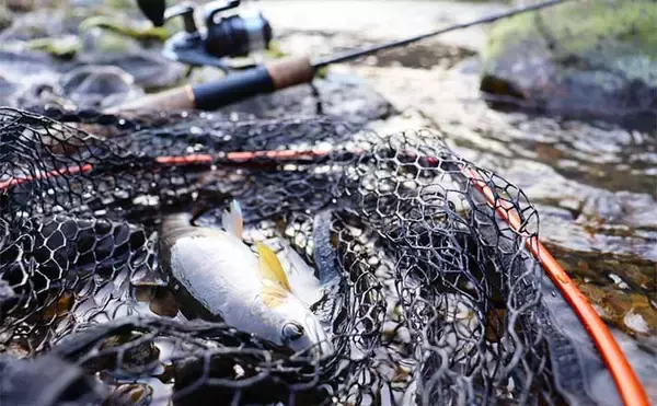 100均の「スプーン」ルアー使った渓流ルアー釣りでアマゴ2桁をキャッチ【滋賀】