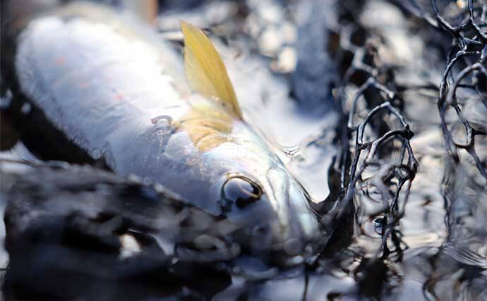 100均の「スプーン」ルアー使った渓流ルアー釣りでアマゴ2桁をキャッチ【滋賀】