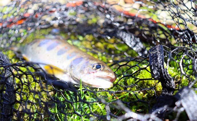 100均の「スプーン」ルアー使った渓流ルアー釣りでアマゴ2桁をキャッチ【滋賀】