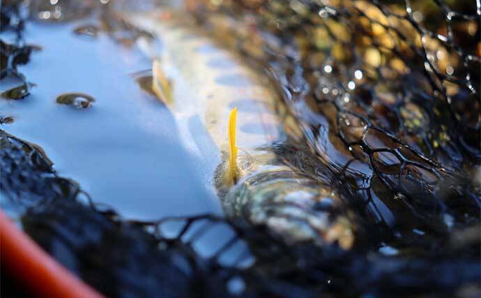 100均の「スプーン」ルアー使った渓流ルアー釣りでアマゴ2桁をキャッチ【滋賀】