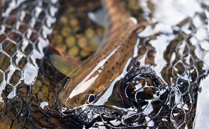 100均の「スプーン」ルアー使った渓流ルアー釣りでアマゴ2桁をキャッチ【滋賀】