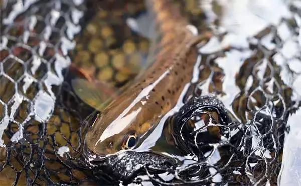 「100均の「スプーン」ルアー使った渓流ルアー釣りでアマゴ2桁をキャッチ【滋賀】」の画像