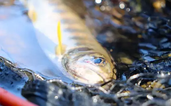 「100均の「スプーン」ルアー使った渓流ルアー釣りでアマゴ2桁をキャッチ【滋賀】」の画像