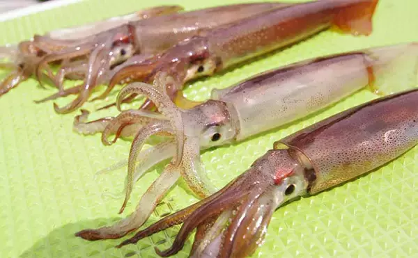 「【千葉・房総半島で釣りをしよう！】2024年お盆休み前半のアクアライン渋滞予測を紹介　快適釣行プランは？」の画像