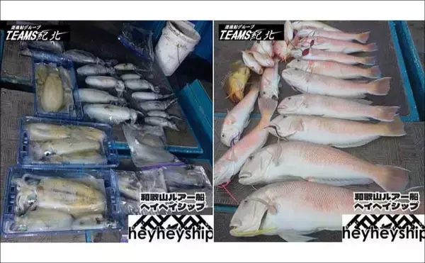 「関西エリアの【船釣り特選釣果】タイラバで大ダイ86.5cm！ティップランでは竿頭18匹【京都】」の画像