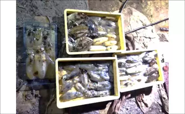 「関西エリアの【船釣り特選釣果】タイラバで大ダイ86.5cm！ティップランでは竿頭18匹【京都】」の画像