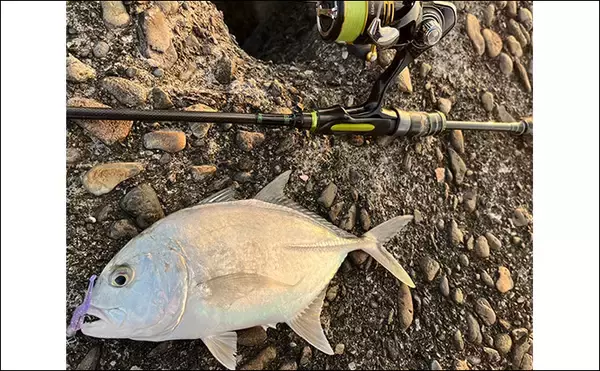 「秋のメッキゲームで良型が入れ食い！【和歌山・南紀白浜】ミノー＆ボトムワインドに好反応」の画像