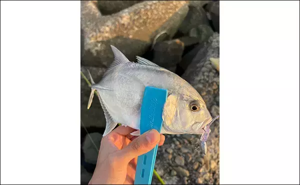 「秋のメッキゲームで良型が入れ食い！【和歌山・南紀白浜】ミノー＆ボトムワインドに好反応」の画像