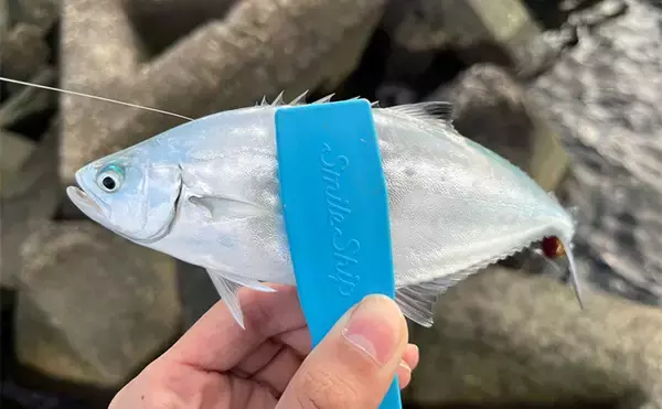 「秋のメッキゲームで良型が入れ食い！【和歌山・南紀白浜】ミノー＆ボトムワインドに好反応」の画像