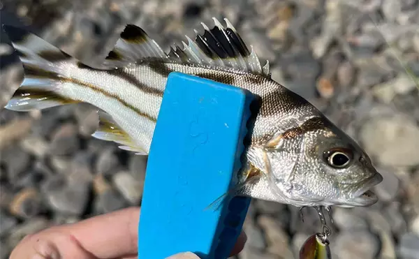 「秋のメッキゲームで良型が入れ食い！【和歌山・南紀白浜】ミノー＆ボトムワインドに好反応」の画像