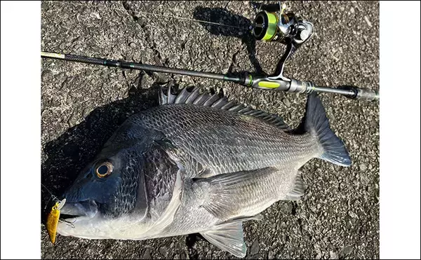 「秋のメッキゲームで良型が入れ食い！【和歌山・南紀白浜】ミノー＆ボトムワインドに好反応」の画像