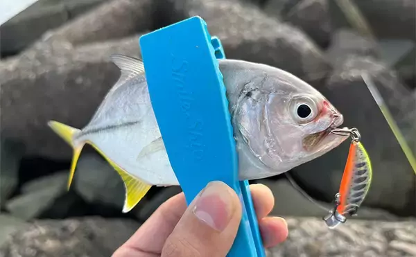 「秋のメッキゲームで良型が入れ食い！【和歌山・南紀白浜】ミノー＆ボトムワインドに好反応」の画像