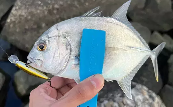 「秋のメッキゲームで良型が入れ食い！【和歌山・南紀白浜】ミノー＆ボトムワインドに好反応」の画像